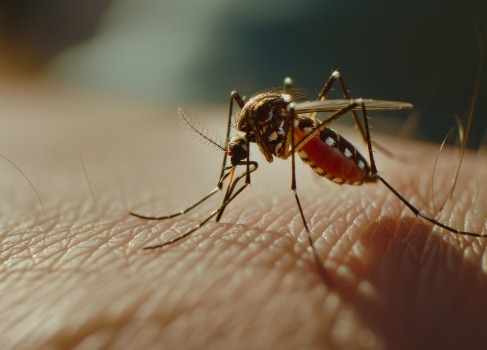 Malaria Prevention